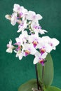 Cattleya labiata, Royalty Free Stock Photo